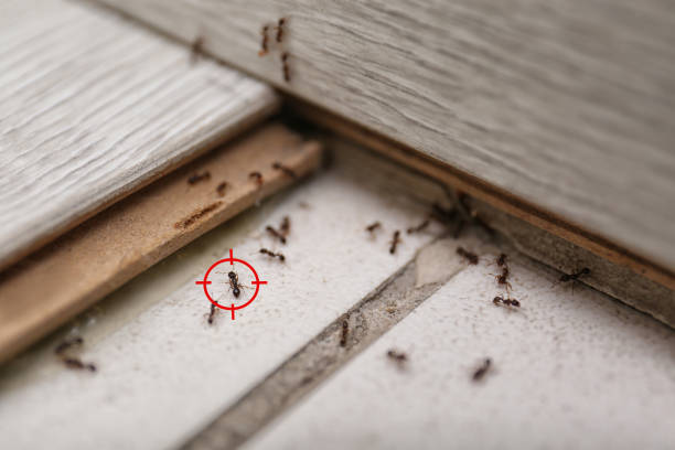Best Pest Inspection Near Me  in Salem, OH