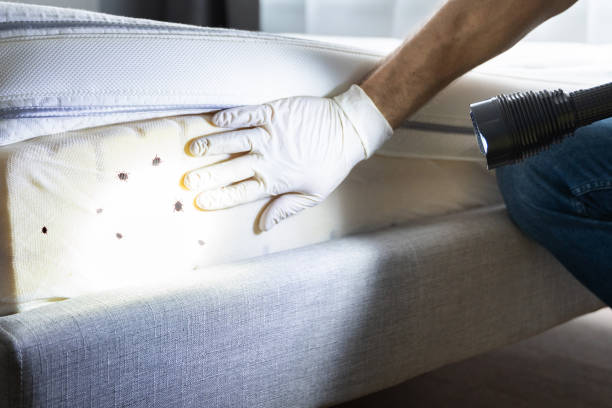 Best Termite Control Services  in Salem, OH
