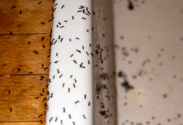 Best Affordable Pest Control Services  in Salem, OH